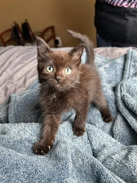 A baby small-sized male Domestic Medium Hair cat named Zuko for adoption in Ontario, CA