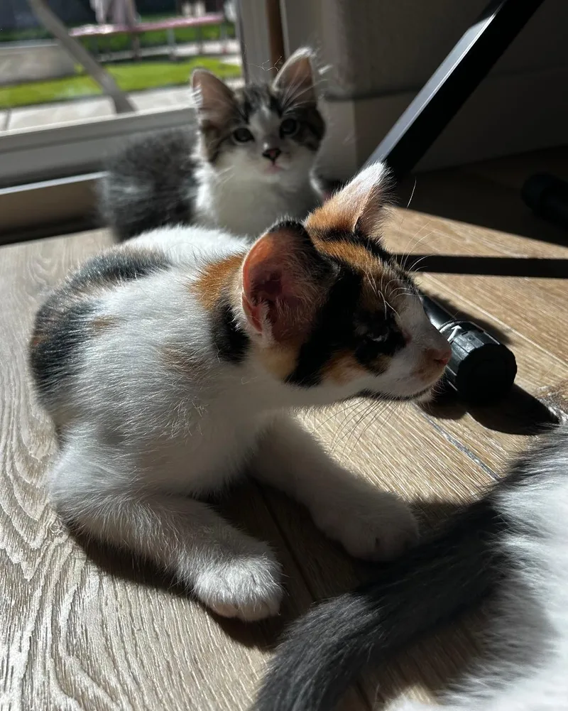 Sweet Pea thumbnail 2