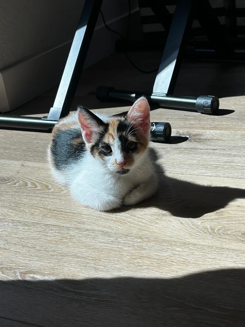 Sweet Pea thumbnail 3