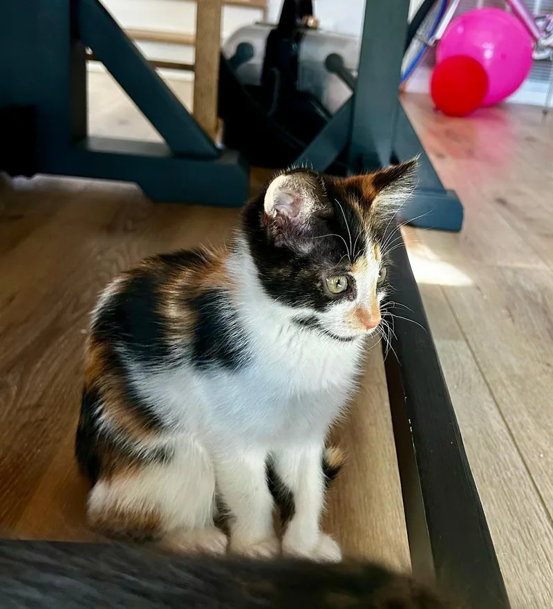 Sweet Pea thumbnail 4