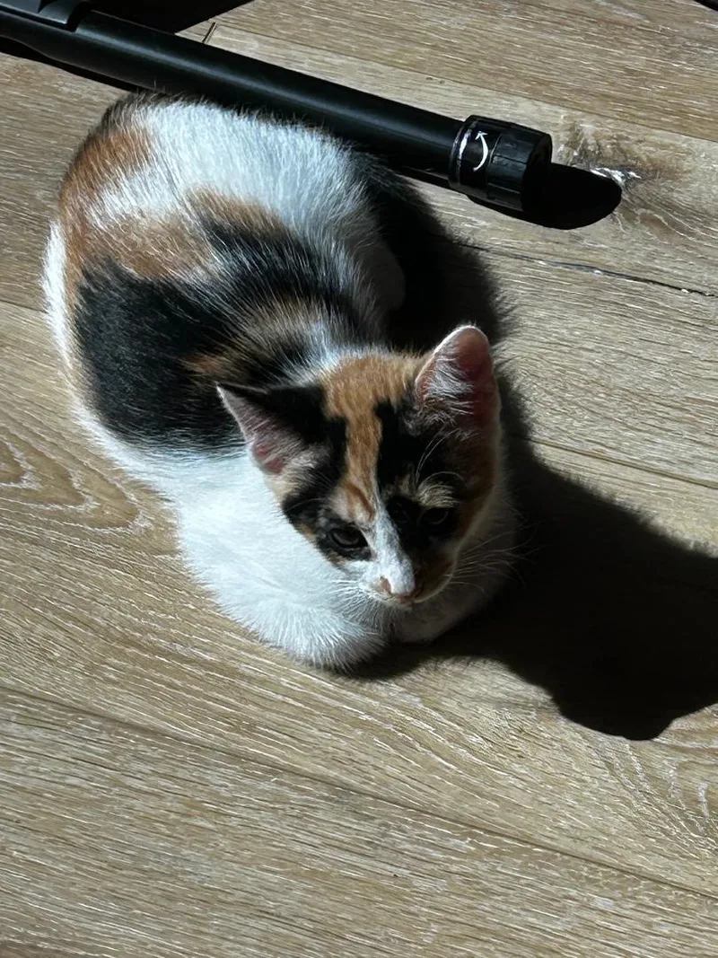 Sweet Pea thumbnail 5