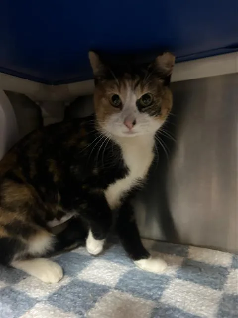 A young small-sized female Domestic Short Hair cat named Cheezeit for adoption in Alameda, CA