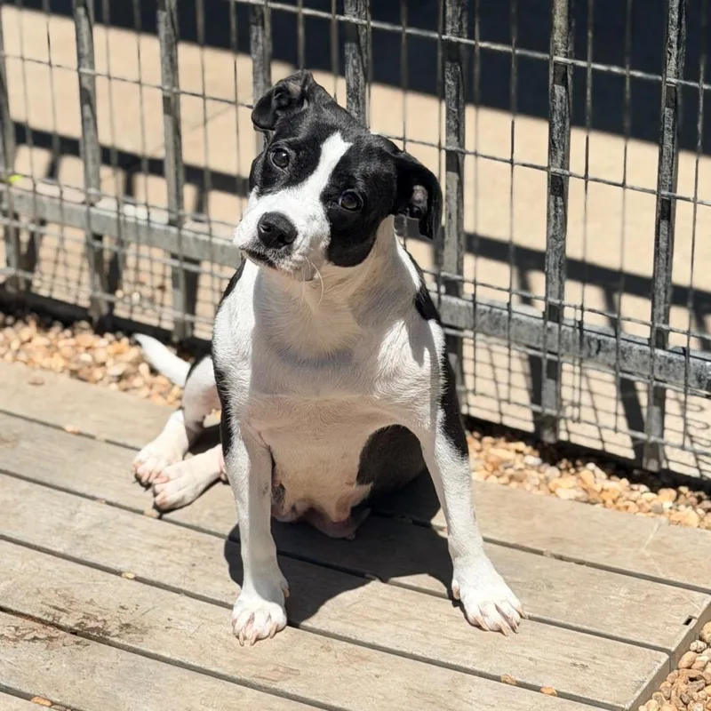 An adult medium-sized female White / Cream Hound dog named Lizzie for adoption in Columbus, GA