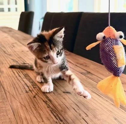 A baby small-sized female Domestic Short Hair cat named Poppy for adoption in New Orleans, LA