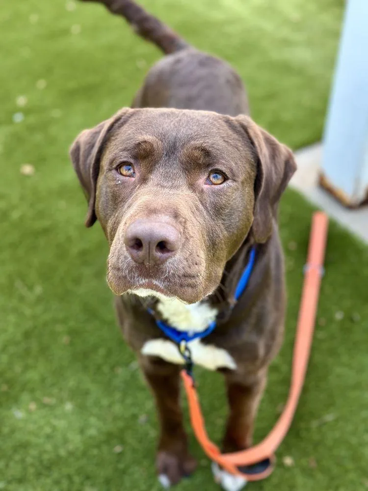 An adult large-sized male Brown / Chocolate Mixed Breed dog named Ferrero for adoption in Alexandria, VA