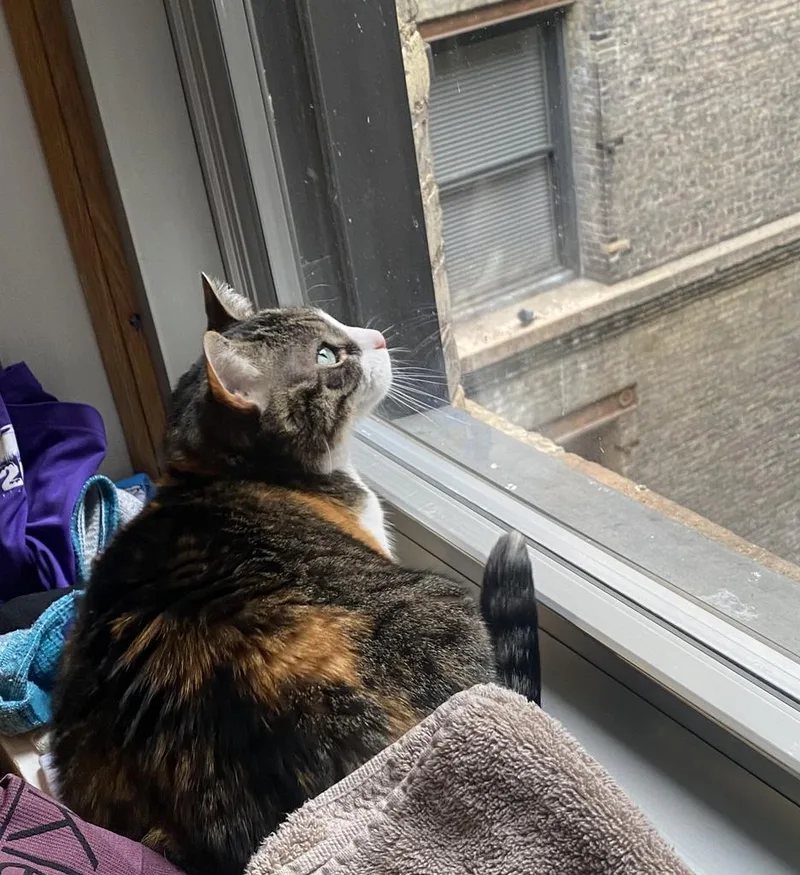 A senior medium-sized female Domestic Short Hair cat named Izzy for adoption in Saint Paul, MN