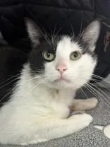 An adult medium-sized male Black & White / Tuxedo Domestic Short Hair cat named Jabba for adoption in Manitowoc, WI