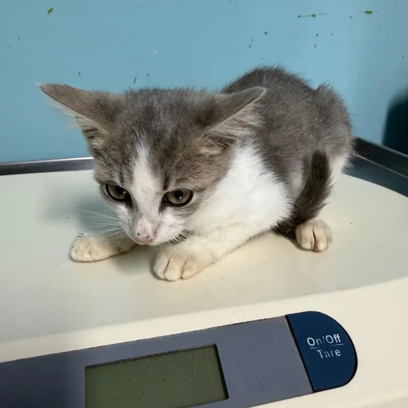 A baby small-sized female Gray / Blue / Silver Domestic Short Hair cat named Mellow for adoption in Jefferson city, TN