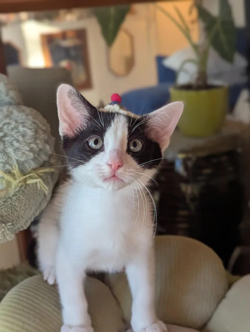A young medium-sized male Black & White / Tuxedo Domestic Short Hair cat named Yeti for adoption in Davis, CA