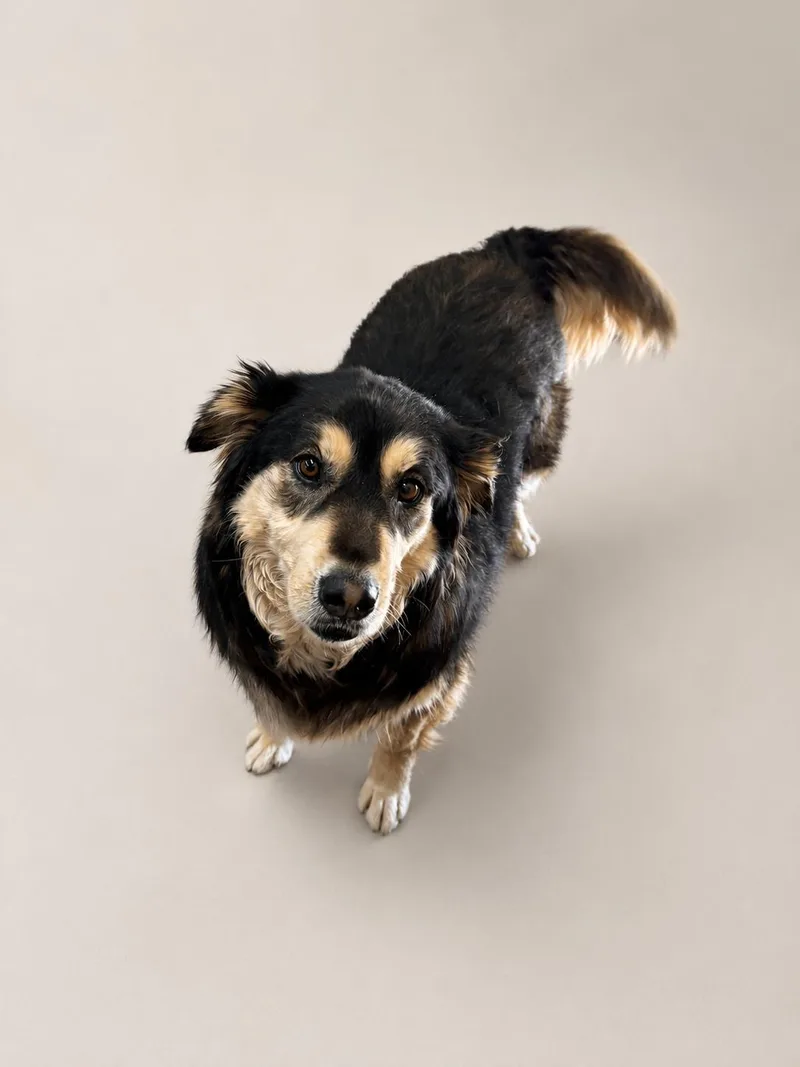 An adult medium-sized female Mixed Breed dog named Kiara for adoption in Rock Springs, WY