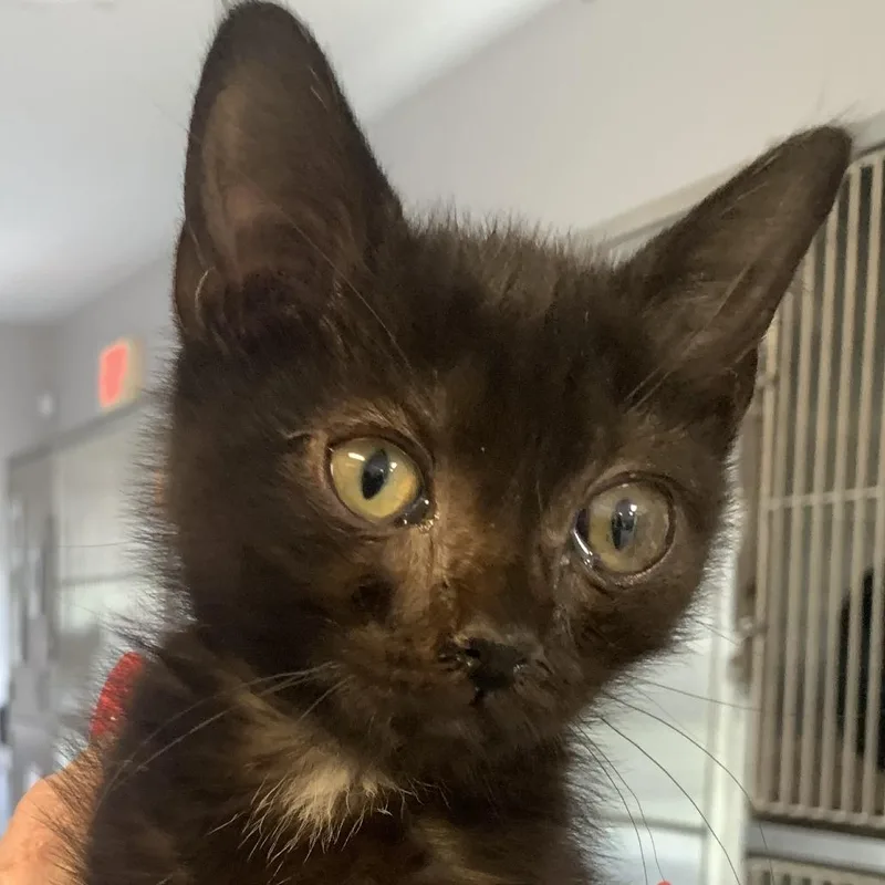 A baby small-sized male Black Domestic Short Hair cat named Blackbeard for adoption in Ridgely, MD