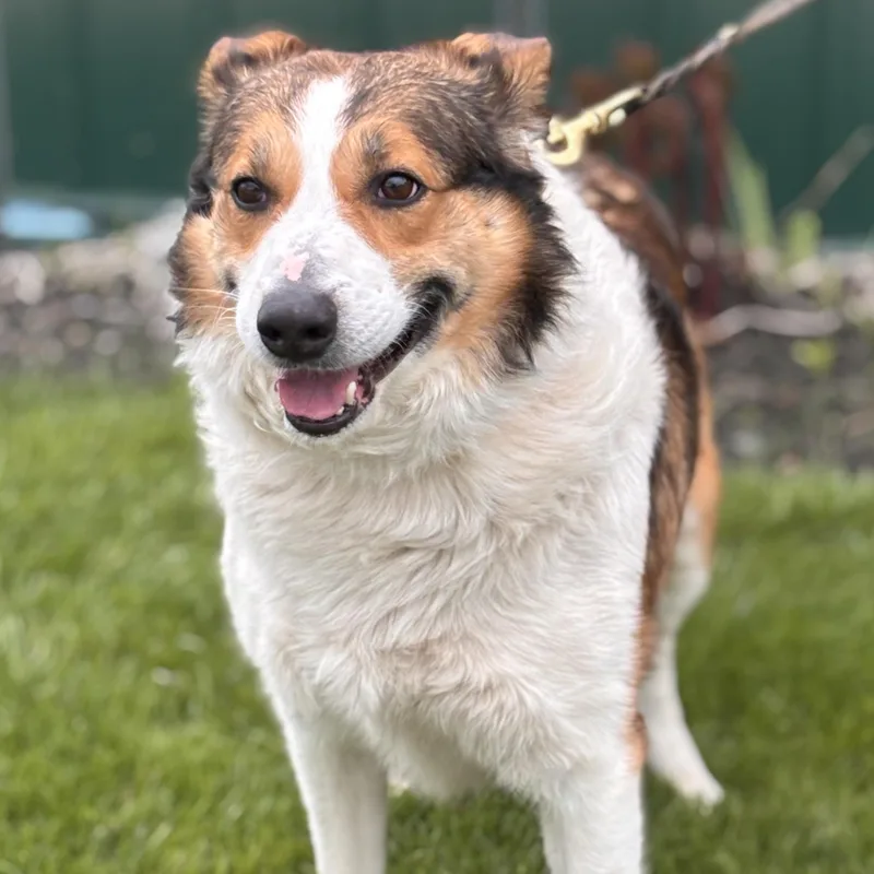 An adult large-sized male Tricolor (Brown, Black, & White) Australian Shepherd dog named Archie for adoption in Batavia, NY