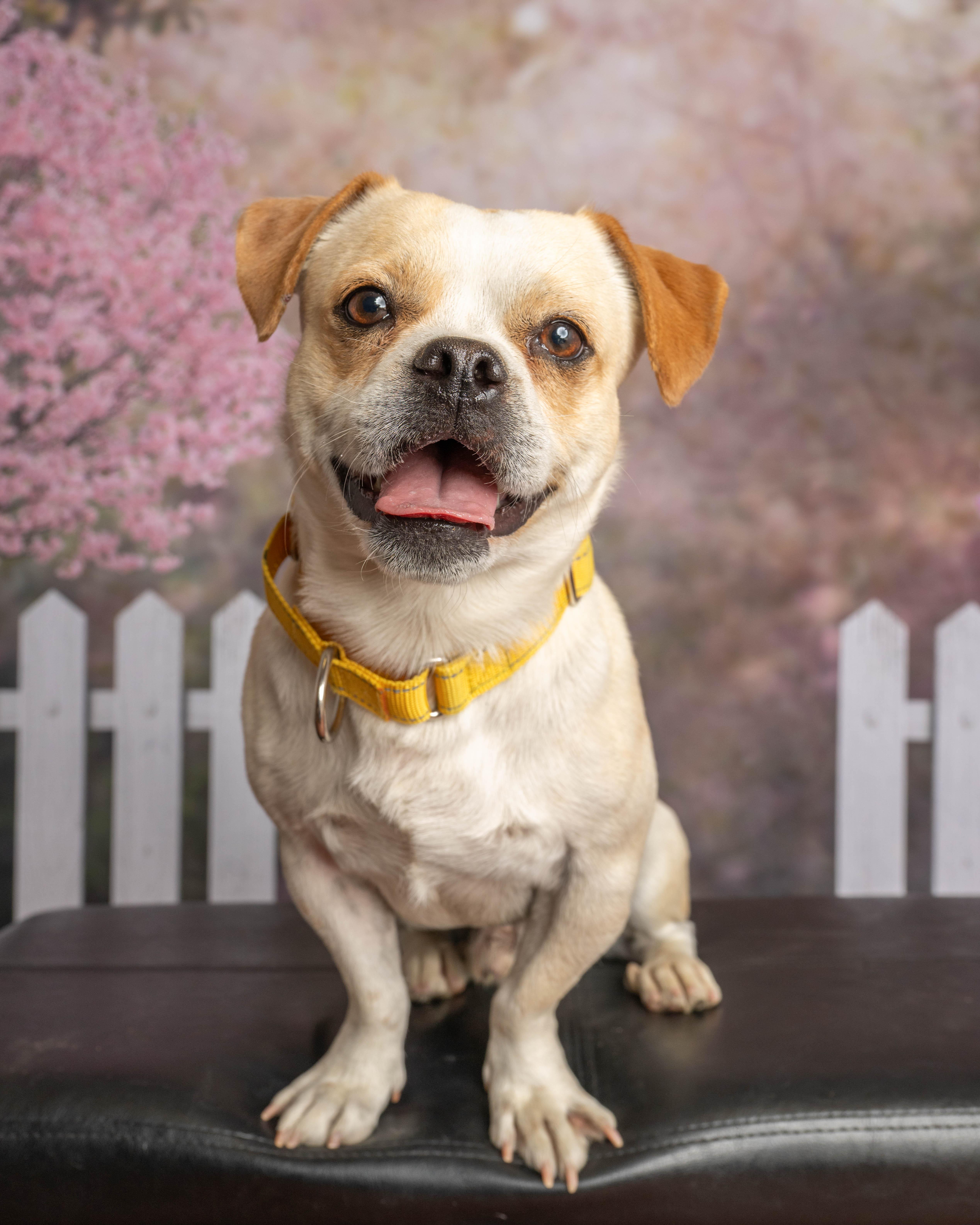 An adult small-sized male Apricot / Beige Mixed Breed dog named Bucky for adoption in Rock Springs, WY