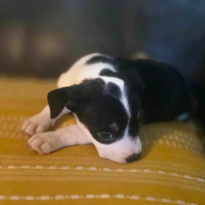 A baby small-sized female Gray / Blue / Silver Pit Bull Terrier dog named Binky for adoption in Jackson, MO