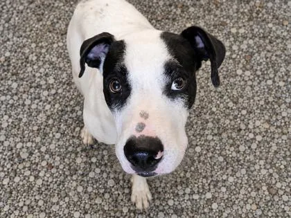 An adult large-sized male White / Cream Mixed Breed dog named Finn for adoption in Georgetown, TX
