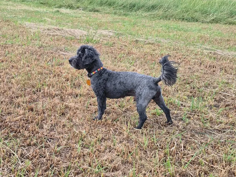 A senior small-sized male Poodle dog named Fillmore for adoption in Salt Lake City, UT
