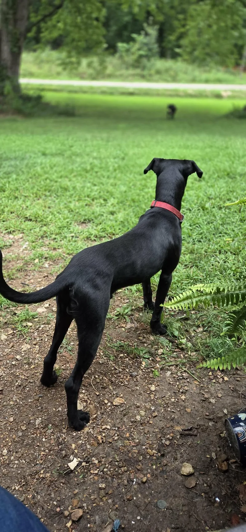 Coal