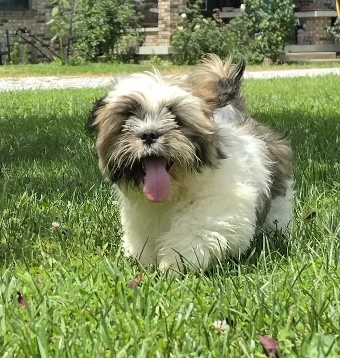 A baby small-sized male White / Cream Lhasa Apso dog named Scooter for adoption in Terre Haute, IN