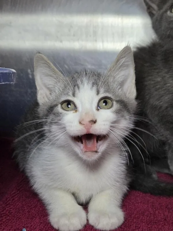 A baby small-sized male Domestic Short Hair cat named Michigan J. Frog for adoption in Millersville, MD