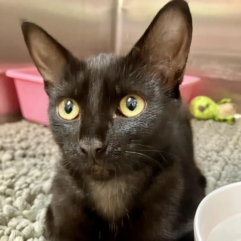 A baby small-sized female Black Domestic Short Hair cat named Britney for adoption in Port Charlotte, FL