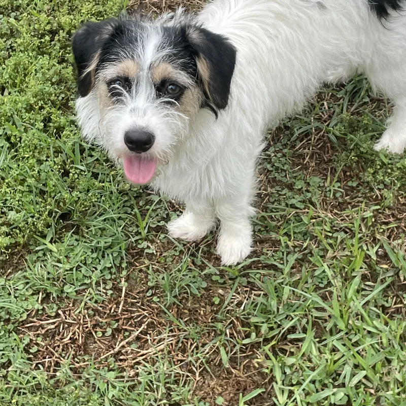 An adult small-sized female Mixed Breed dog named Bristle for adoption in Thibodaux, LA