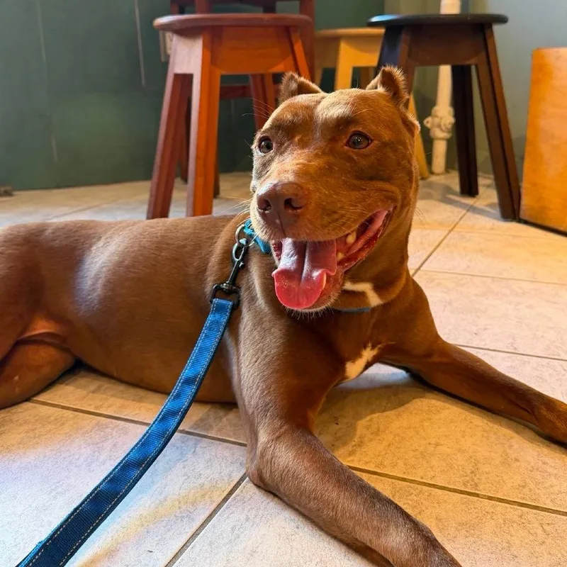 An adult medium-sized female Brown / Chocolate American Staffordshire Terrier dog named Mochachino for adoption in Long Island City, NY
