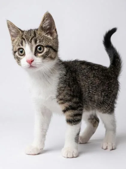 A baby medium-sized male Black Domestic Short Hair cat named Ollie for adoption in Bedford, IN
