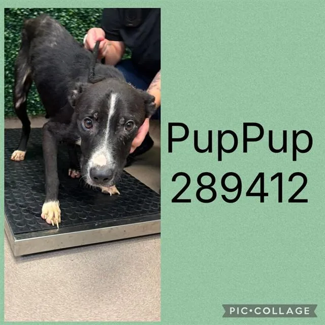 A young medium-sized male Mixed Breed dog named Pup Pup for adoption in Macon, GA