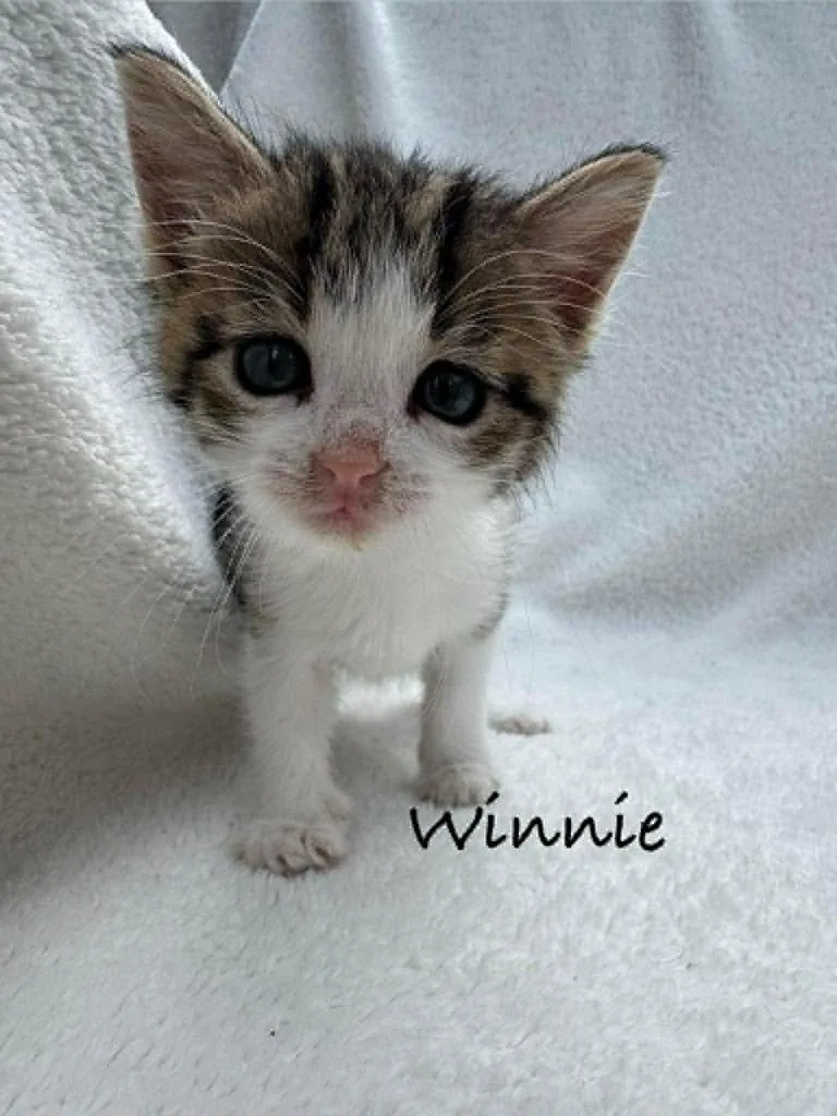 Winnie