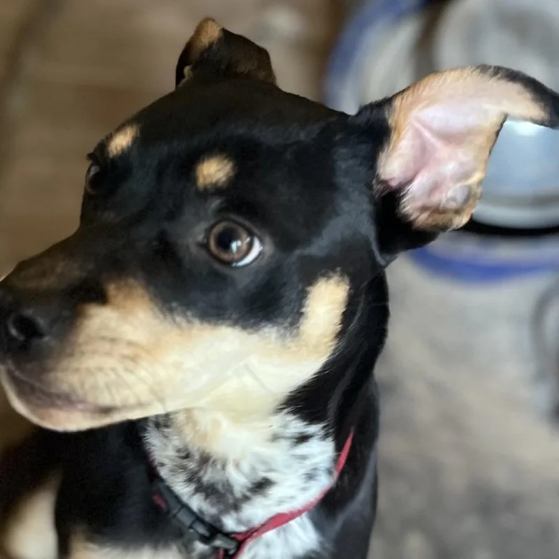 A young small-sized female Black Miniature Pinscher dog named Penny for adoption in Spring, TX