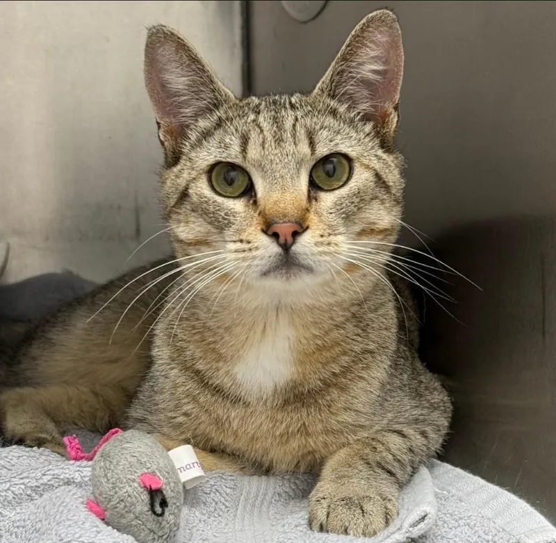 A baby medium-sized male Domestic Short Hair cat named Raymond for adoption in New Bern, NC