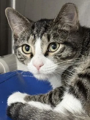 A baby small-sized female Domestic Short Hair cat named Rumor and Rhiannon for adoption in Venice, FL