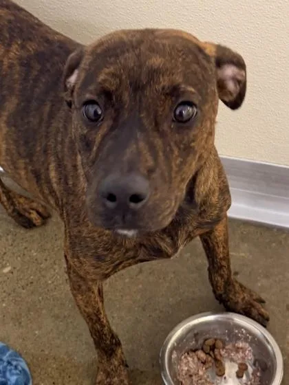 A young medium-sized male Terrier dog named Pablo for adoption in Cincinnati, OH