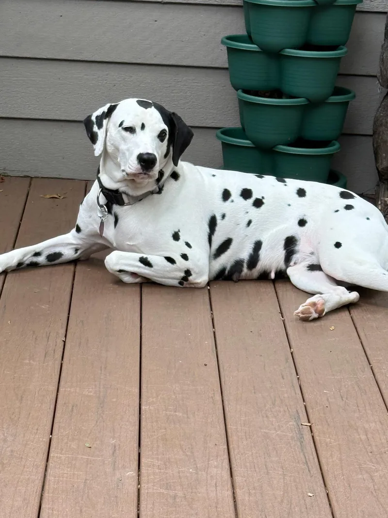An adult medium-sized female White / Cream Dalmatian dog named DottieCincinnati  OH for adoption in San Diego, CA