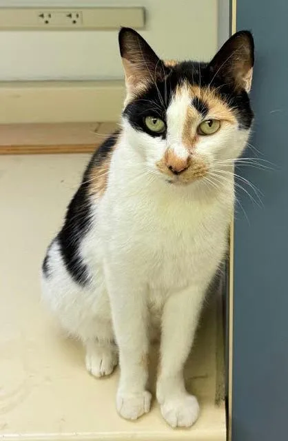 A young medium-sized female Calico cat named Callie for adoption in Chester, NJ