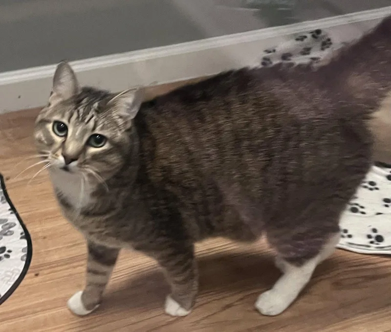 An adult medium-sized male Tabby cat named Waffle for adoption in Fayetteville, GA