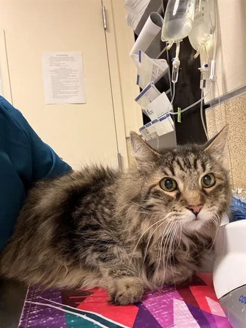 An adult small-sized female Domestic Short Hair cat named Robin for adoption in Riverside, CA