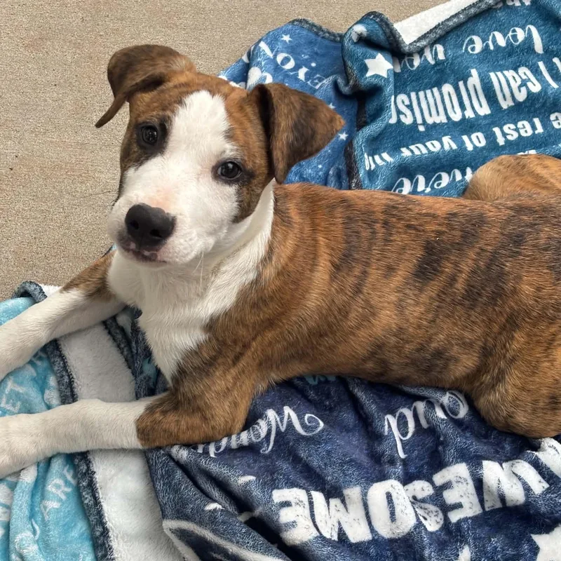 A baby large-sized male Mixed Breed dog named Tucker for adoption in Pelham, NH