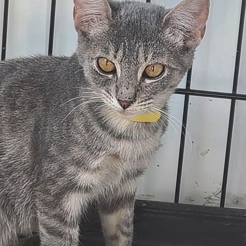 A baby medium-sized female Domestic Short Hair cat named Missy for adoption in Greeley, CO