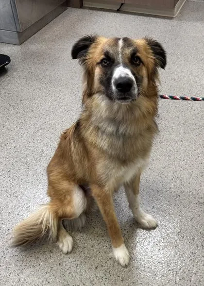 An adult medium-sized male Border Collie dog named Enzo for adoption in Fishers, IN