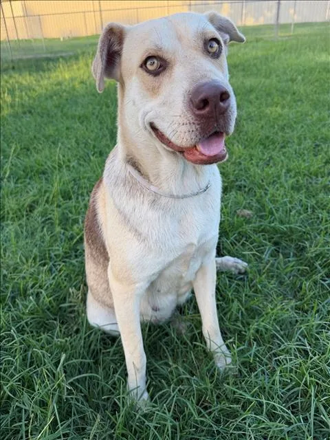 An adult medium-sized female Labrador Retriever dog named Solana for adoption in Conroe, TX
