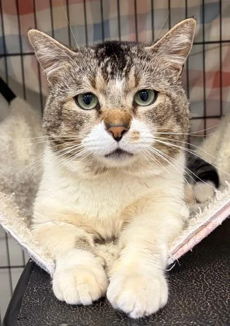 An adult medium-sized male Tabby (Brown / Chocolate) Domestic Short Hair cat named Cricket for adoption in Jackson, CA
