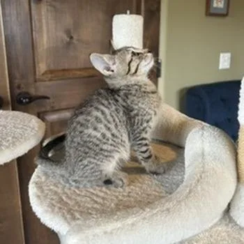 A baby small-sized male Brown / Chocolate Domestic Short Hair cat named Speedy for adoption in Prescott, AZ