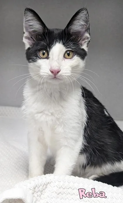 A baby small-sized female Domestic Short Hair cat named Reba for adoption in Mason, MI