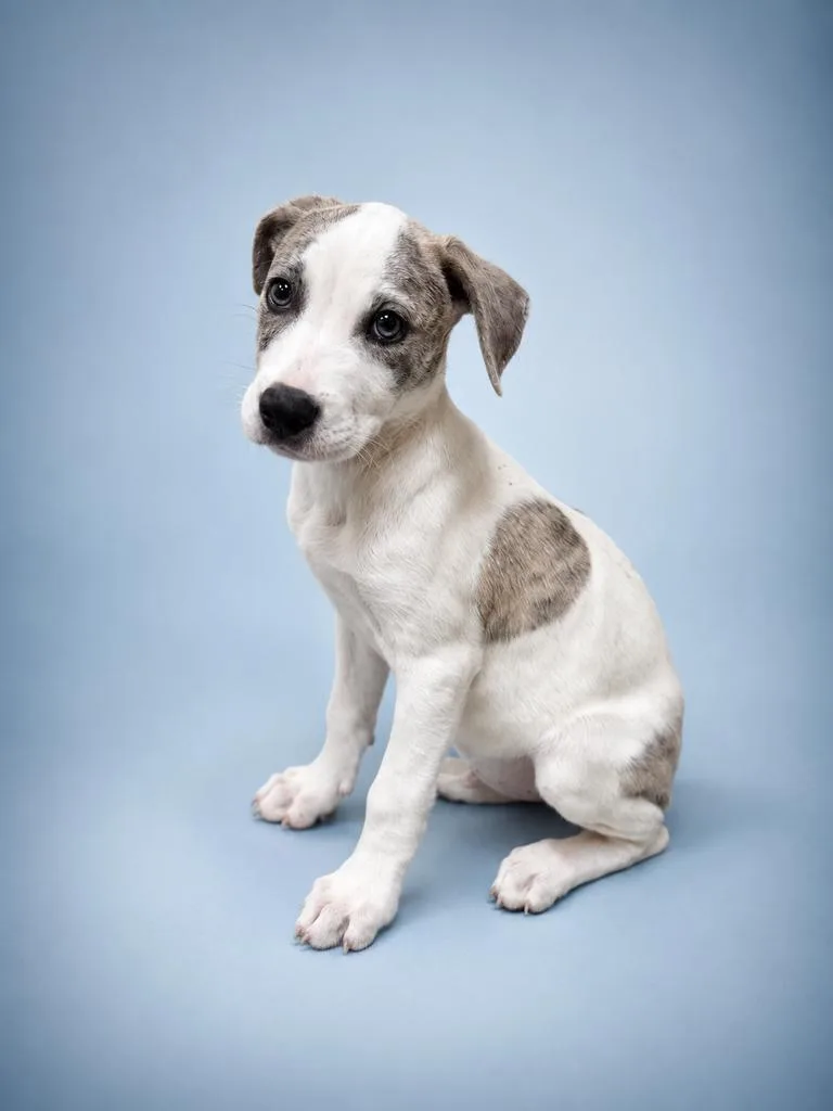 A baby medium-sized male Mixed Breed dog named Proper for adoption in Florence, SC