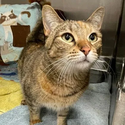 An adult small-sized female Domestic Short Hair cat named Arya for adoption in Wheaton, IL