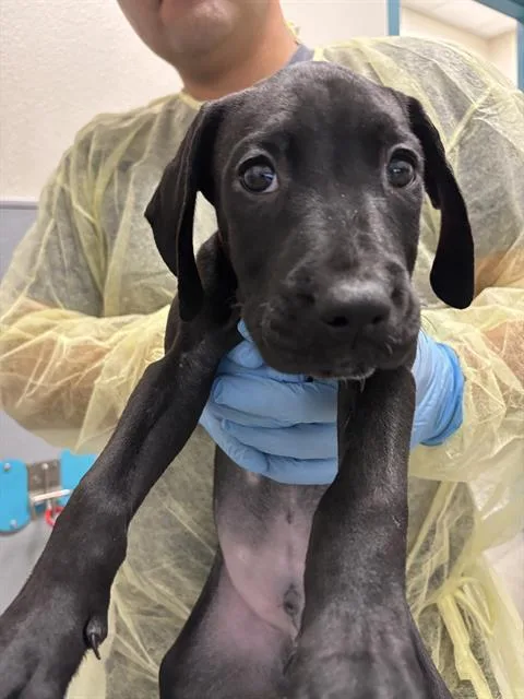 A baby small-sized male Mastiff dog named Cookie for adoption in Las Vegas, NV