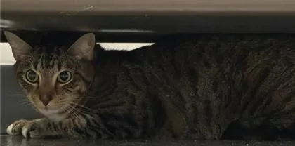 An adult small-sized male Domestic Short Hair cat named B Draco for adoption in North Charleston, SC