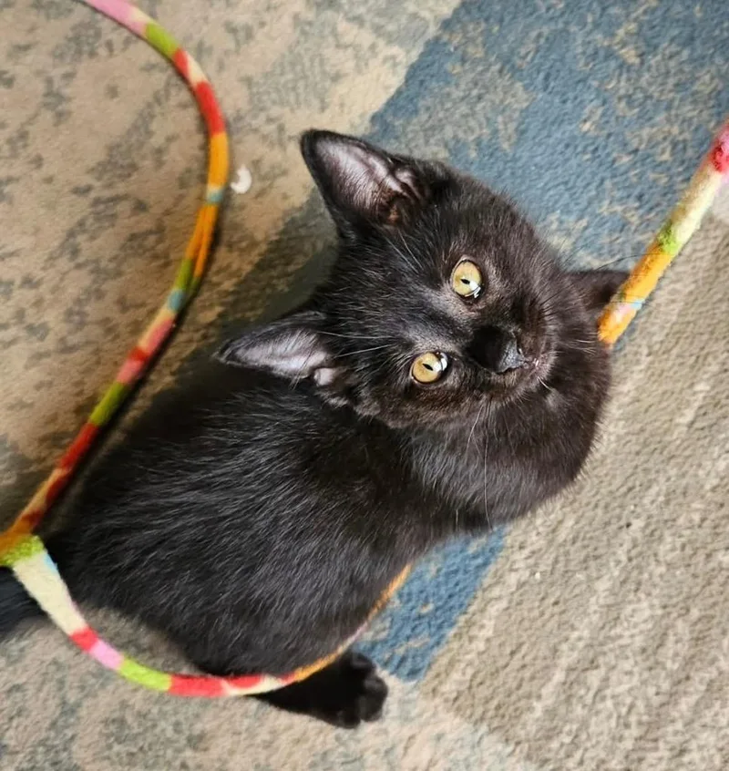 A baby medium-sized female Domestic Short Hair cat named Tallis for adoption in Columbia, IL