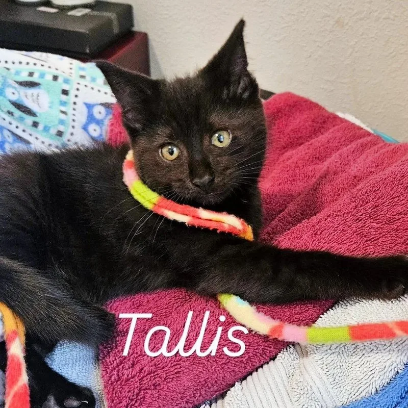 Tallis thumbnail 3
